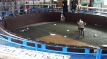 Kapolsek Hamparan Perak “BUNGKAM” terkait Judi Sabung Ayam Marak di Klambir V Kebun, Hamparan Perak