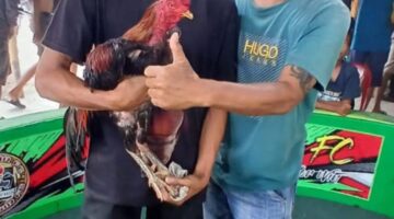 Kapolsek Hamparan Perak Diduga Bekingi Judi Sabung Ayam Klambir V Kebun Hamparan Perak