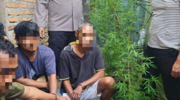 Respon Cepat Informasi Masyarakat, Polsek Dolmas Amankan 3 Terduga Pelaku Tanam Diduga Pohon Ganja