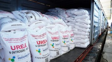 Hujan Turun Sebagai Berkah, Namun Petani Menangis Pupuk Subsidi Menghilang.