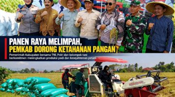 Panen Raya Melimpah , Pemkab Tulungagung Perkuat Ketahanan Pangan dan Kesejahteraan Petani