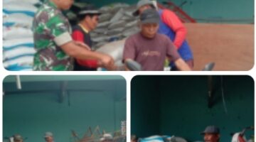 Pastikan Tepat Sasaran, TNI Dampingi Penyaluran Pupuk bagi Petani