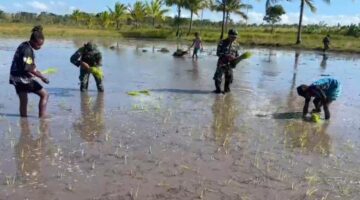 Dansatgas Yonif 123/Rajawali Dorong Ketahanan Pangan, Pos Kimaam Tanam Padi Bersama Warga Distrik Kimaam