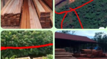 Warga Soroti Lemahnya Penegakan Hukum Kehutanan di Kalimantan Barat “Masa Negara Kalah dengan Seorang Pembalak Hutan?”