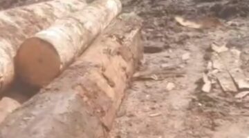 Diduga Terlibat Perambahan Hutan Poldung, Kepala UPT Kehutanan Sumut Malah Blokir WhatsApp Wartawan