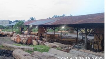 Operasi Gabungan Kementerian Kehutanan Tertibkan 5 Sawmill di Sumut, Ribuan Log Ilegal Disita!