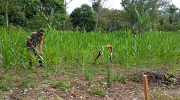 Pendampingan Ketahanan Pangan, Babinsa Koramil 03/Parongil Bantu Petani Rawat Jagung Pioner 32
