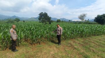 Kabag SDM Polres Tulungagung Monitoring Tanaman Jagung di Desa Bendungan*