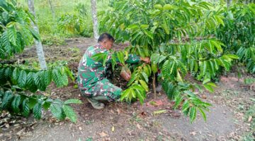 Kopi Arabika Usia 1 Tahun Mulai Berbuah, Babinsa Ikut Dampingi Panen Perdana Petani
