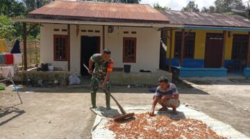 Babinsa Bantu Petani Jemur Biji Kakao, Bangun Semangat dan Dongkrak Ekonomi Warga