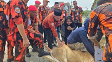 Pemuda Pancasila Deli Serdang Sembelih 9 Hewan Kurban
