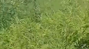 Tanam Ganja di Rawa Hingga Rumah, Petani di Naman Teran Dibekuk Polisi