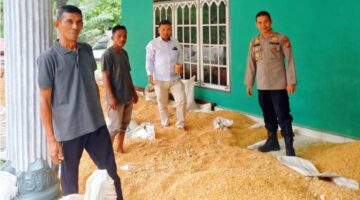 Tembus 4 Ton, Polsek Tapung Hilir Sukses Kawal Panen Jagung 6 Desa Dukung Ketahanan Pangan