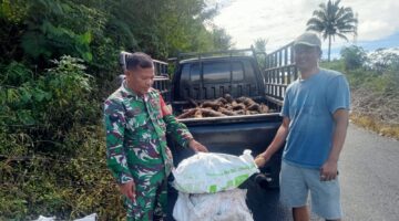 Pantau Ketahanan Pangan, Babinsa 07/Salak Dialog Langsung Dengan Pengepul Ubi
