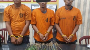 Tanaman Ganja Ditemukan di Perladangan Juhar, Tiga Warga Diamankan Satres Narkoba dan Polsek Juhar