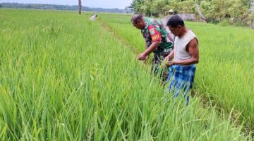 Hijaukan Harapan Panen, Babinsa Dewantara Terjun Langsung Pantau Padi Warga