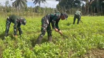 Satgas Yonif 123/Rajawali Wujudkan Ketahanan Pangan di Pedalaman Papua Selatan