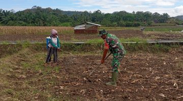 Babinsa Koramil 03/Parongil Perkuat Ketahanan Pangan Melalui Pendampingan Petani Jagung