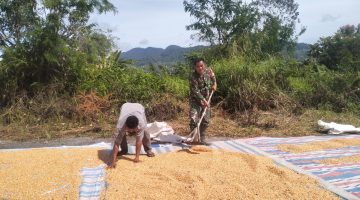 “Panennya Luar Biasa” Ucapan Babinsa Ini Membuka Dialog Penting dengan Petani