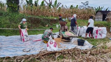 Panen Jagung 2 Ton di Pakpak Bharat, Aksi Babinsa Turun Langsung ke Ladang Jadi Sorotan Warga