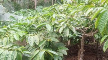 Suara Hati Petani Kopi: Saat Pupuk Subsidi Menjadi Barang Langka di Argotirto. 