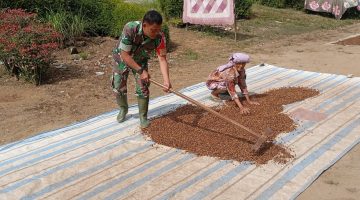 Babinsa Koramil 03/Parongil Dampingi Petani Kopi, Perkuat Kedekatan TNI dengan Masyarakat