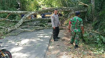 Respons Cepat Polsek Simpang Empat Tangani Pohon Tumbang, Arus Lalu Lintas Kembali Normal