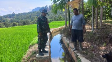 Harap Hujan di Tengah Musim Tanam, Babinsa Turun Langsung Cek Irigasi Sawah 15 Hektare, Petani Keluhkan Pupuk Subsidi Terlambat