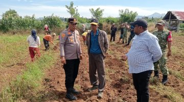 Kapolsek Simpang Empat Hadiri Panen Kentang BUMDes Pur-Pur Sage Desa Perteguhen