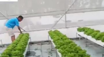 GREENHOUSE HARTONO FARM MANDIRI TAMPILKAN BUDIDAYA SELADA HIDROPONIK SEHAT DAN BEBAS CHEMICAL