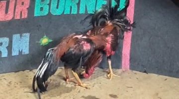 Tameng Latihan Hancur oleh Bukti Kejuaraan: Ironi Penegakan Hukum Judi Sabung Ayam di Medan Johor