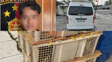 KSKP Bakauheni Amankan 98 Ekor Burung Tanpa Dokumen di Dalam Hiace