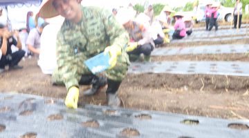 Dandim 0206/Dairi Hadiri Penanaman Bawang Putih Serentak, Dorong Swasembada Pangan Nasional