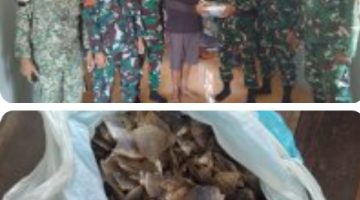 *Satgas Pamtas RI-Malaysia Yonarmed 19/Bogani Terima Penyerahan Sukarela ±1 Kg Sisik Trenggiling dari Warga Perbatasan*