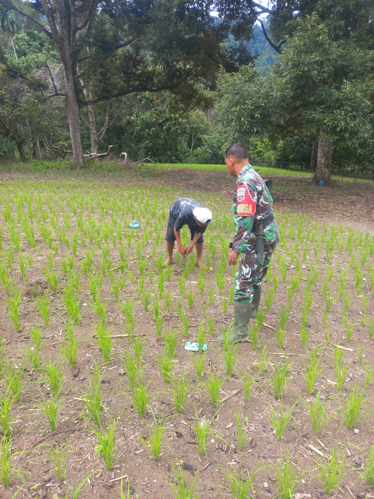 Padi Gogo Terancam Ulat, Babinsa 03/Parongil Turun Langsung Dampingi Petani di Dairi